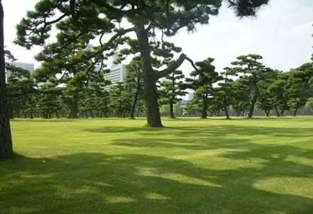 小区绿植养护标准