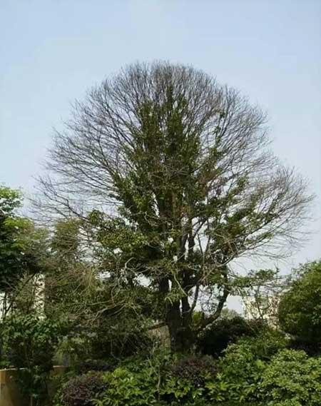 小区绿植养护标准