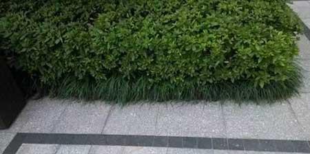 小区绿植养护标准