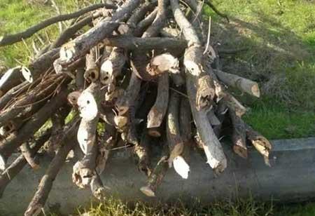小区绿植养护标准