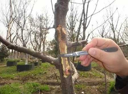 小区绿植养护标准