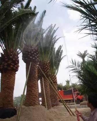 小区绿植养护标准