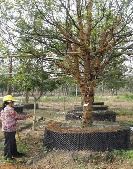 小区绿植养护标准