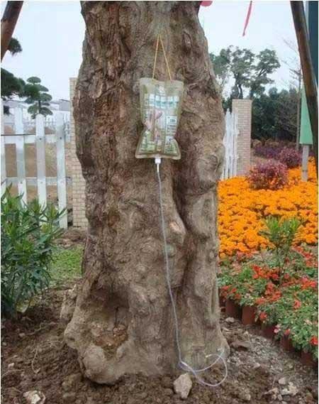 小区绿植养护标准