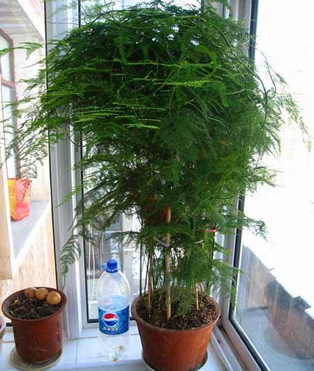 文竹绿植怎么养