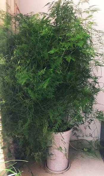 文竹绿植怎么养