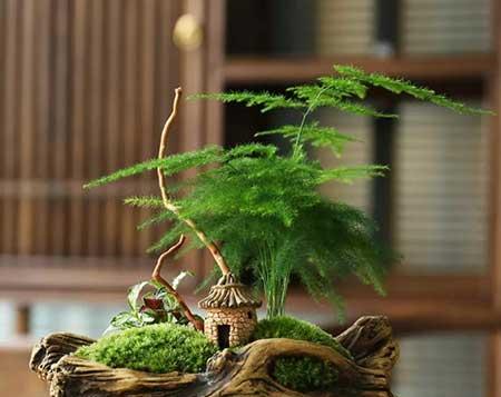 文竹绿植怎么养