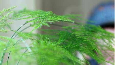 文竹绿植怎么养
