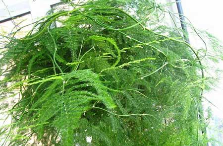 文竹绿植怎么养