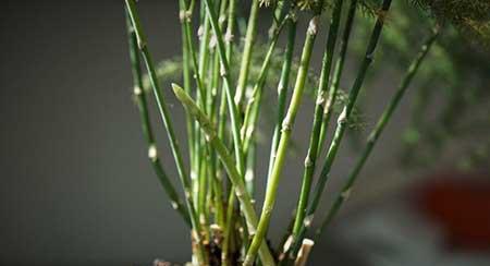 文竹绿植怎么养