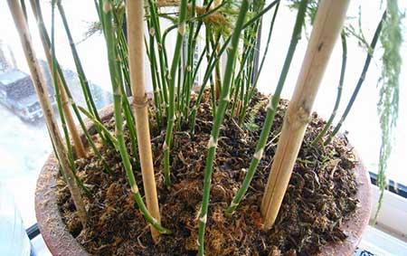 文竹绿植怎么养