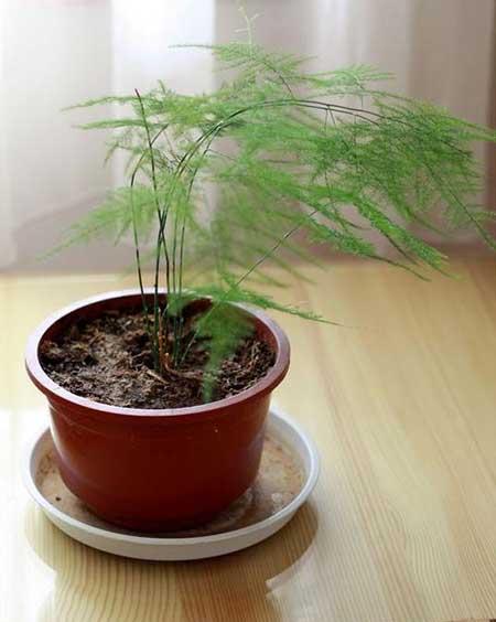 文竹绿植怎么养