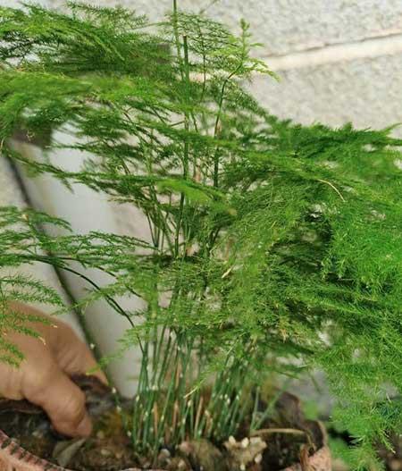 文竹绿植怎么养