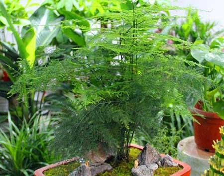 文竹绿植怎么养