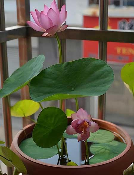 室内温度高适合养什么花