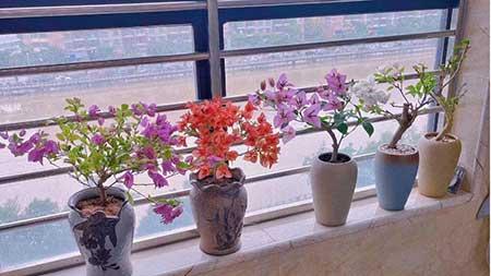 室内温度高适合养什么花