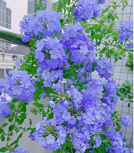 室内温度高适合养什么花