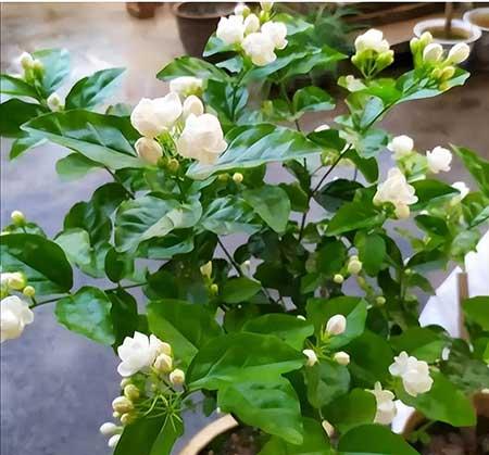 室内温度高适合养什么花