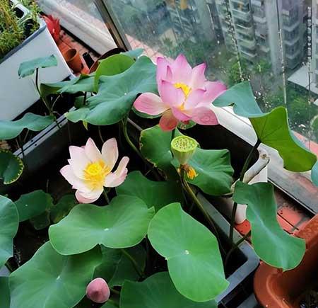 室内温度高适合养什么花