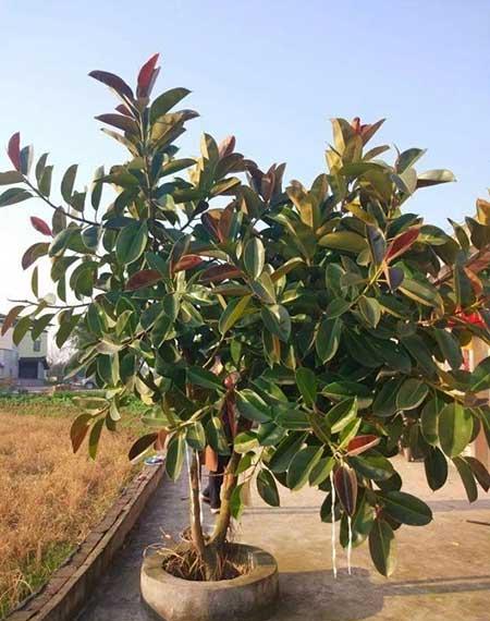 室内什么绿植好养