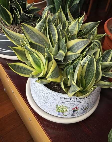 室内什么绿植好养