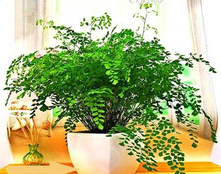 室内什么绿植好养