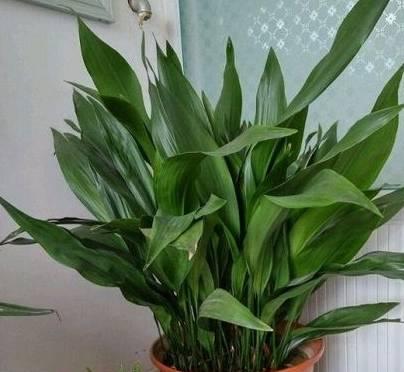 室内什么绿植好养