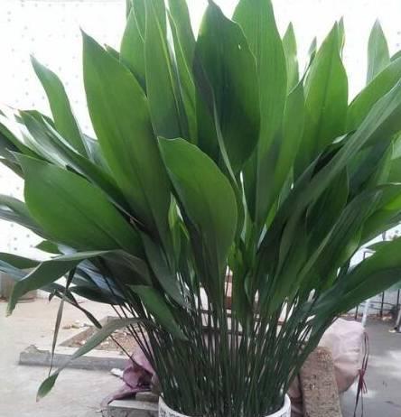 室内什么绿植好养