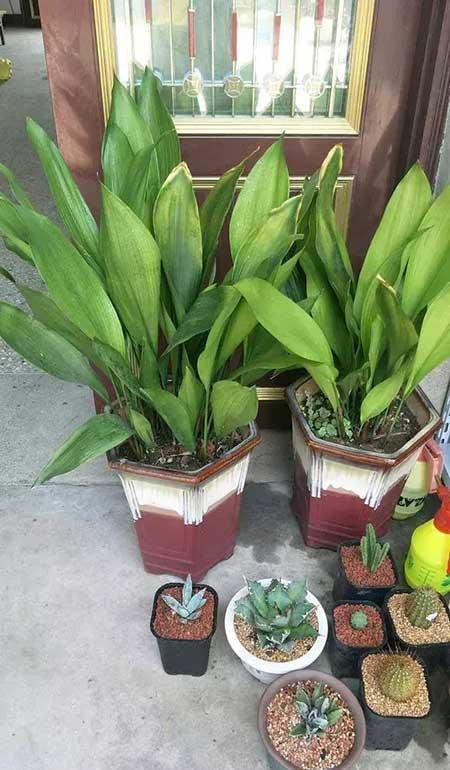 室内什么绿植好养