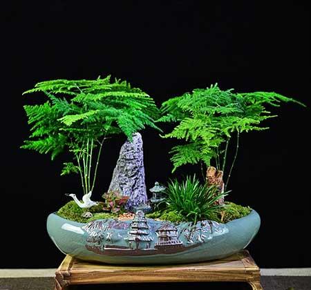 适合在客厅里养的花
