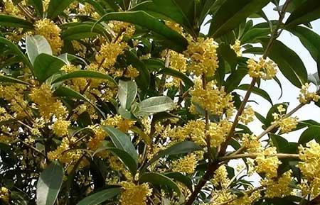 适合北方家里养的花