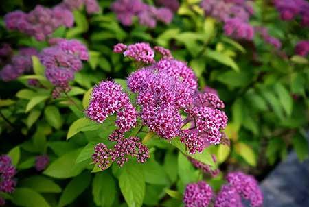 适合北方家里养的花