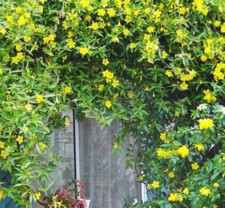适合北方家里养的花