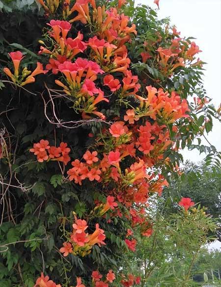适合北方家里养的花