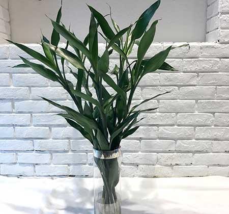 什么花适合在水里养