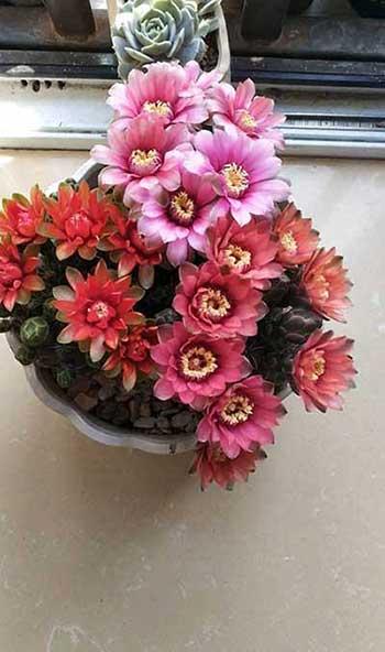 容易养的花有哪些