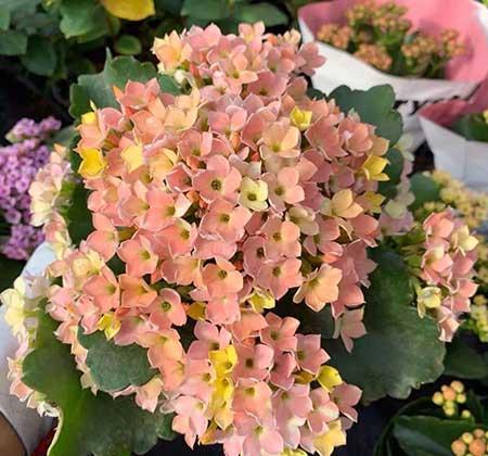 容易养的花有哪些