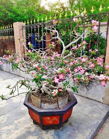 容易养的花有哪些