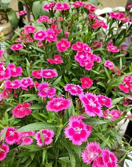 容易养的花有哪些