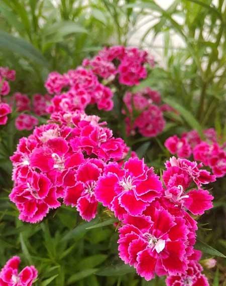 容易养的花有哪些