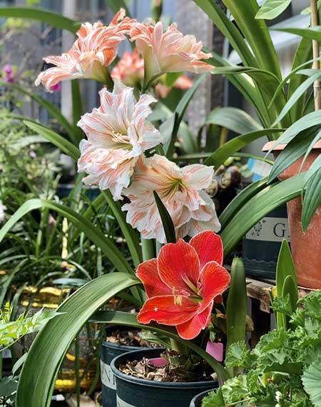 容易养的花有哪些