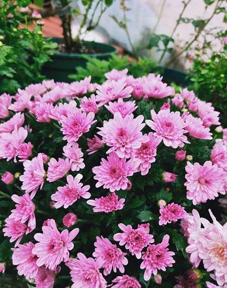 容易养的花有哪些