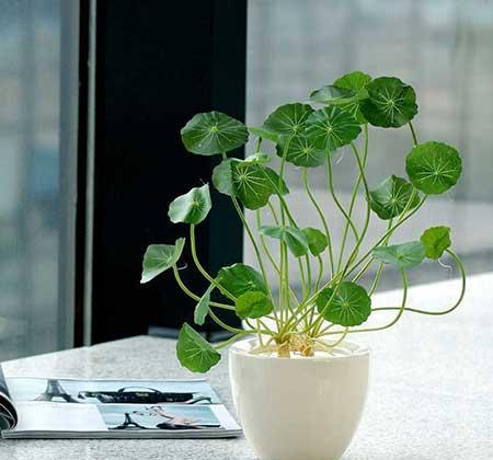 绿植铜钱草怎么养
