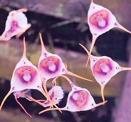 属蛇养什么花