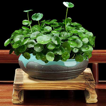 花怎么保养