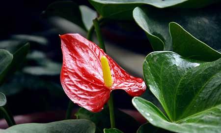 花卉鹅掌怎么养