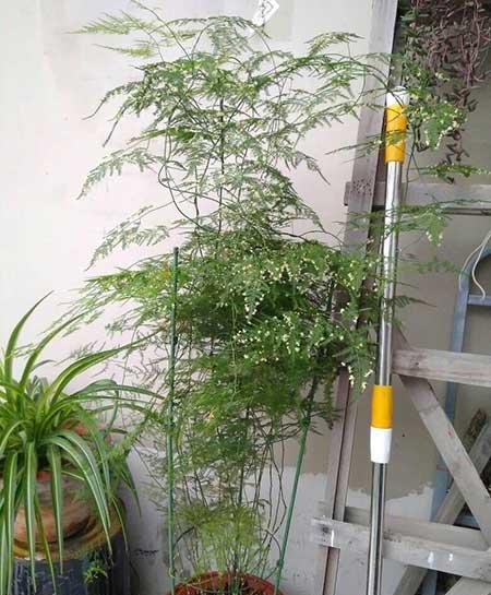 文竹盆栽养护