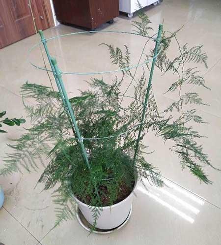 文竹盆栽养护