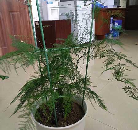 文竹盆栽养护
