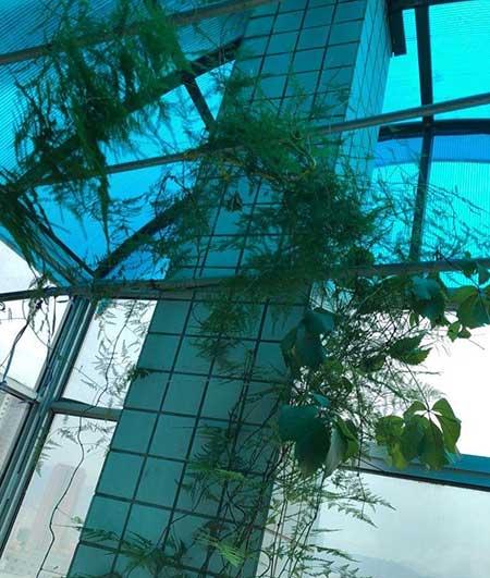 文竹盆栽养护